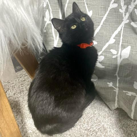 Enlarge Kit Kat, a ADOPTABLE Domestic Short Hair in Benson, MN image 3/3