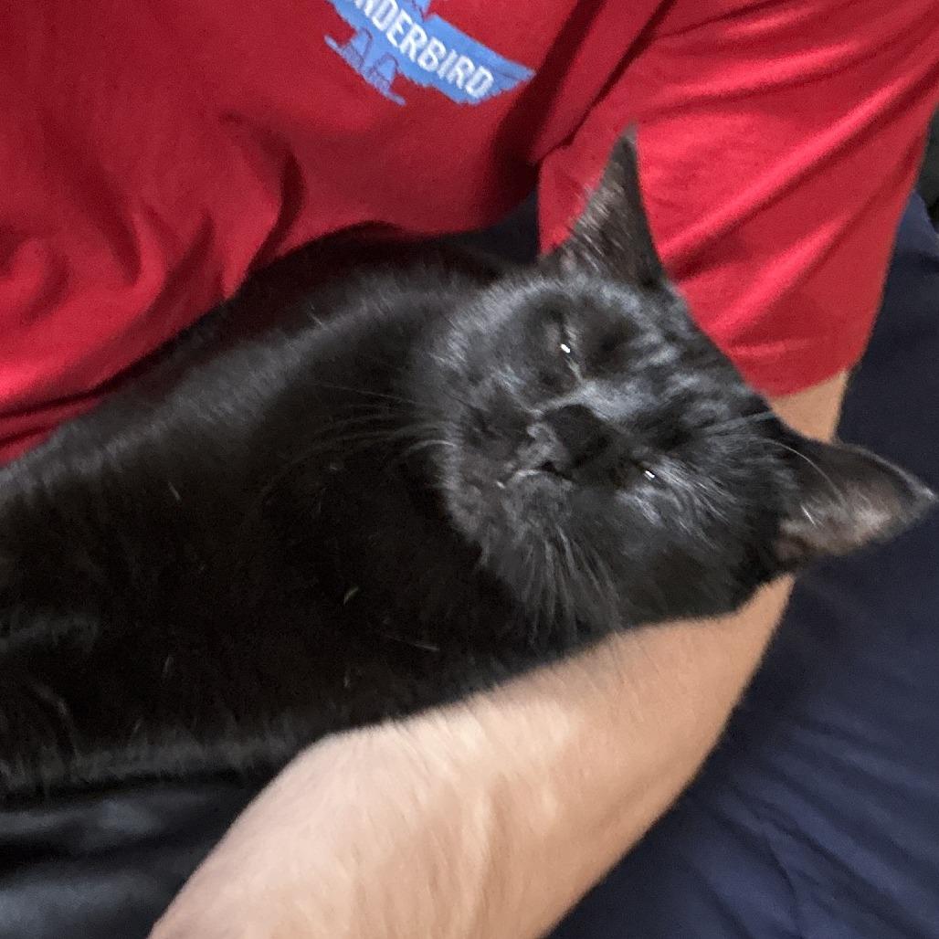 Dahlia, Adoptable, Adult Female Domestic Short Hair.