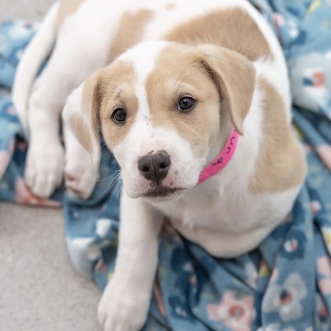 Japan Pup - Tamura, Adoptable, Puppy Female Spaniel & Shepherd.