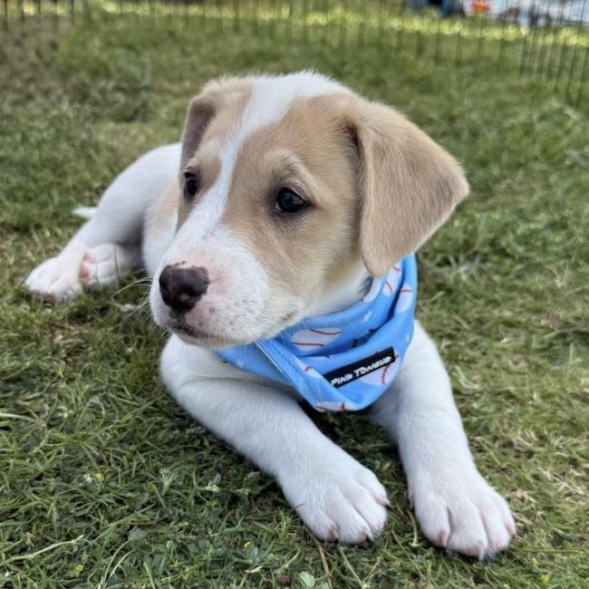 Enlarge Japan Pup - Tamura, a Adoptable mixed breed in San Diego, CA image 2/3