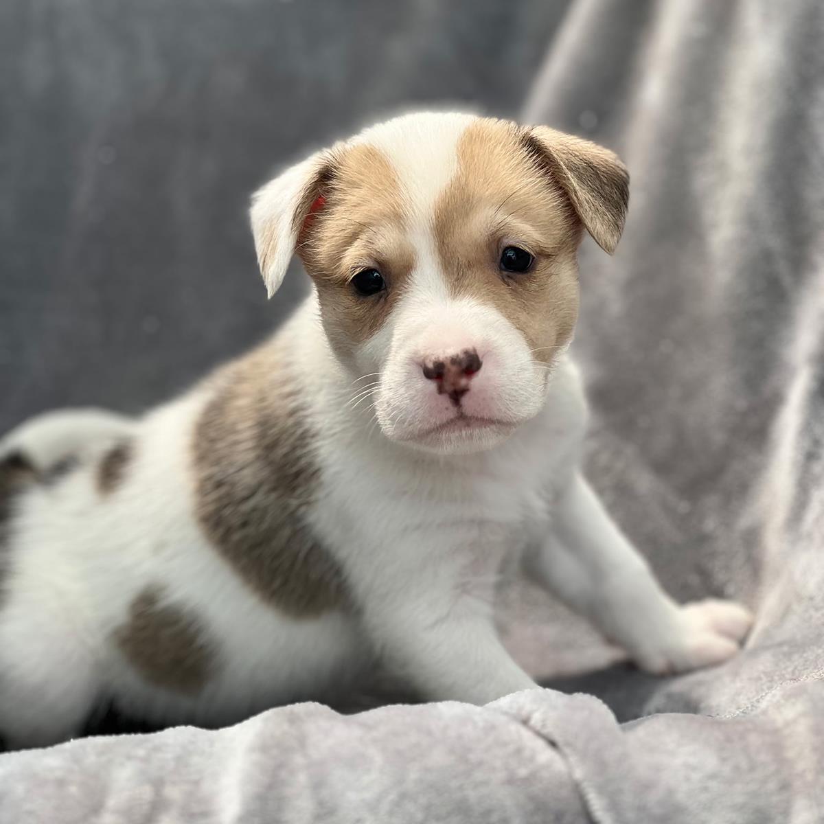 Enlarge Japan Pup - Tamura, a Adoptable mixed breed in San Diego, CA image 3/3