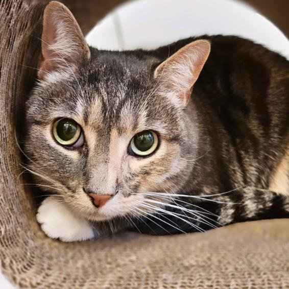 Enlarge Maple FKA Bella, a Adoptable Domestic Short Hair in Philadelphia, PA image 1/4