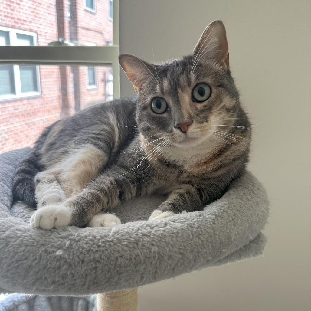 Enlarge Maple FKA Bella, a Adoptable Domestic Short Hair in Philadelphia, PA image 2/4