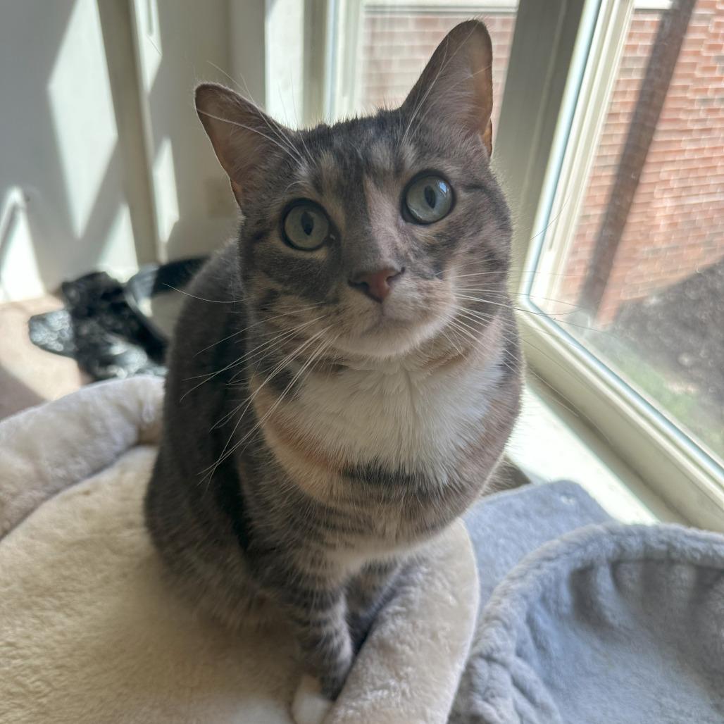 Enlarge Maple FKA Bella, a Adoptable Domestic Short Hair in Philadelphia, PA image 3/4