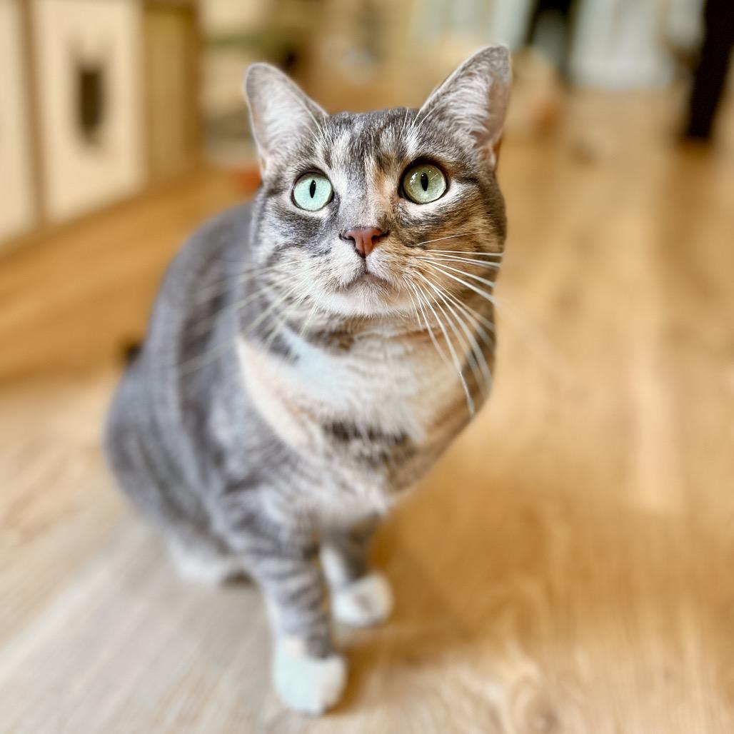 Enlarge Maple FKA Bella, a Adoptable Domestic Short Hair in Philadelphia, PA image 4/4