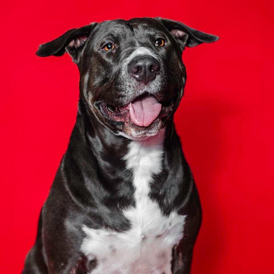 Biggie, Adoptable, Adult Male Pit Bull Terrier & Mixed Breed.