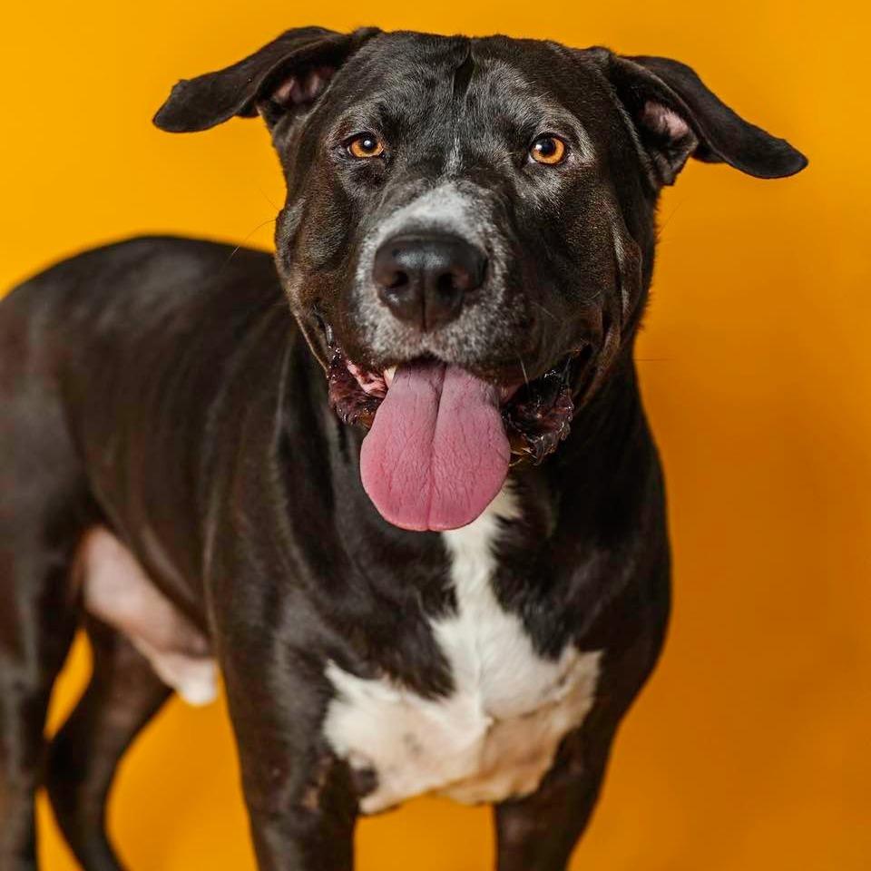 Biggie, a Adoptable mixed breed in Pittsburgh, PA image 3/6