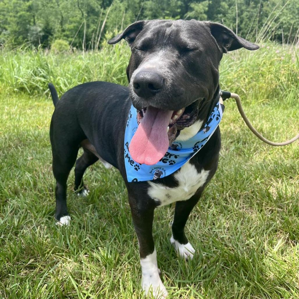 Biggie, a Adoptable mixed breed in Pittsburgh, PA image 5/6
