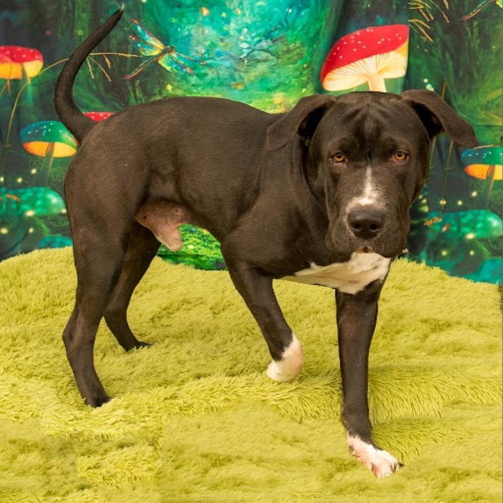 Enlarge Biggie, a Adoptable mixed breed in Pittsburgh, PA image 5/6