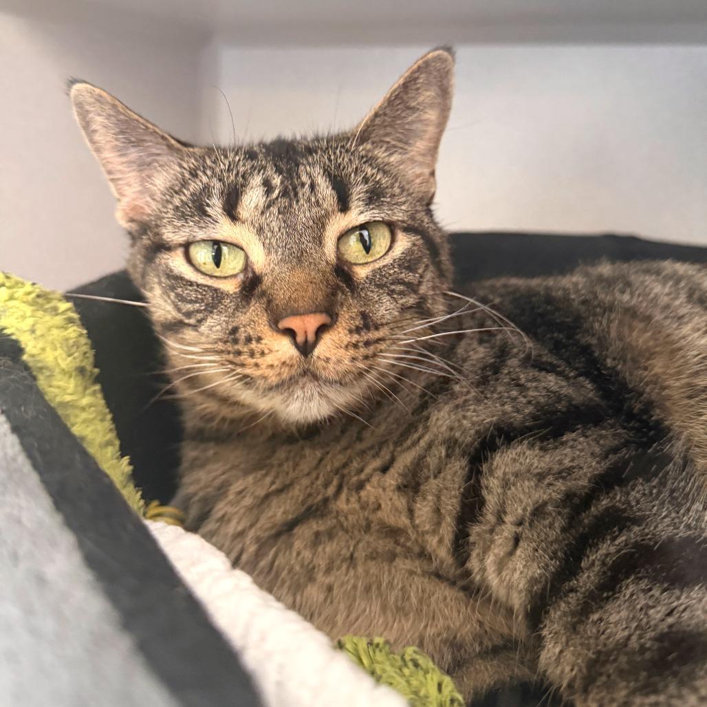 Enlarge Izzy, a Adoptable Domestic Short Hair in Washougal, WA image 1/5