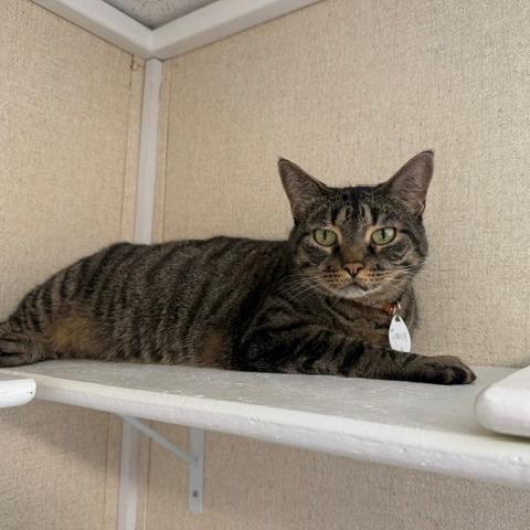 Enlarge Izzy, a Adoptable Domestic Short Hair in Washougal, WA image 2/5