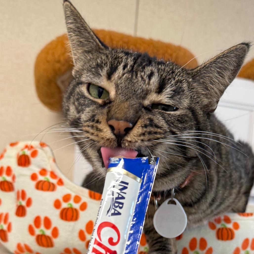 Enlarge Izzy, a Adoptable Domestic Short Hair in Washougal, WA image 3/5