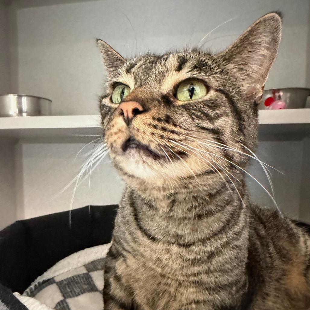 Izzy, a Adoptable Domestic Short Hair in Washougal, WA image 2/6