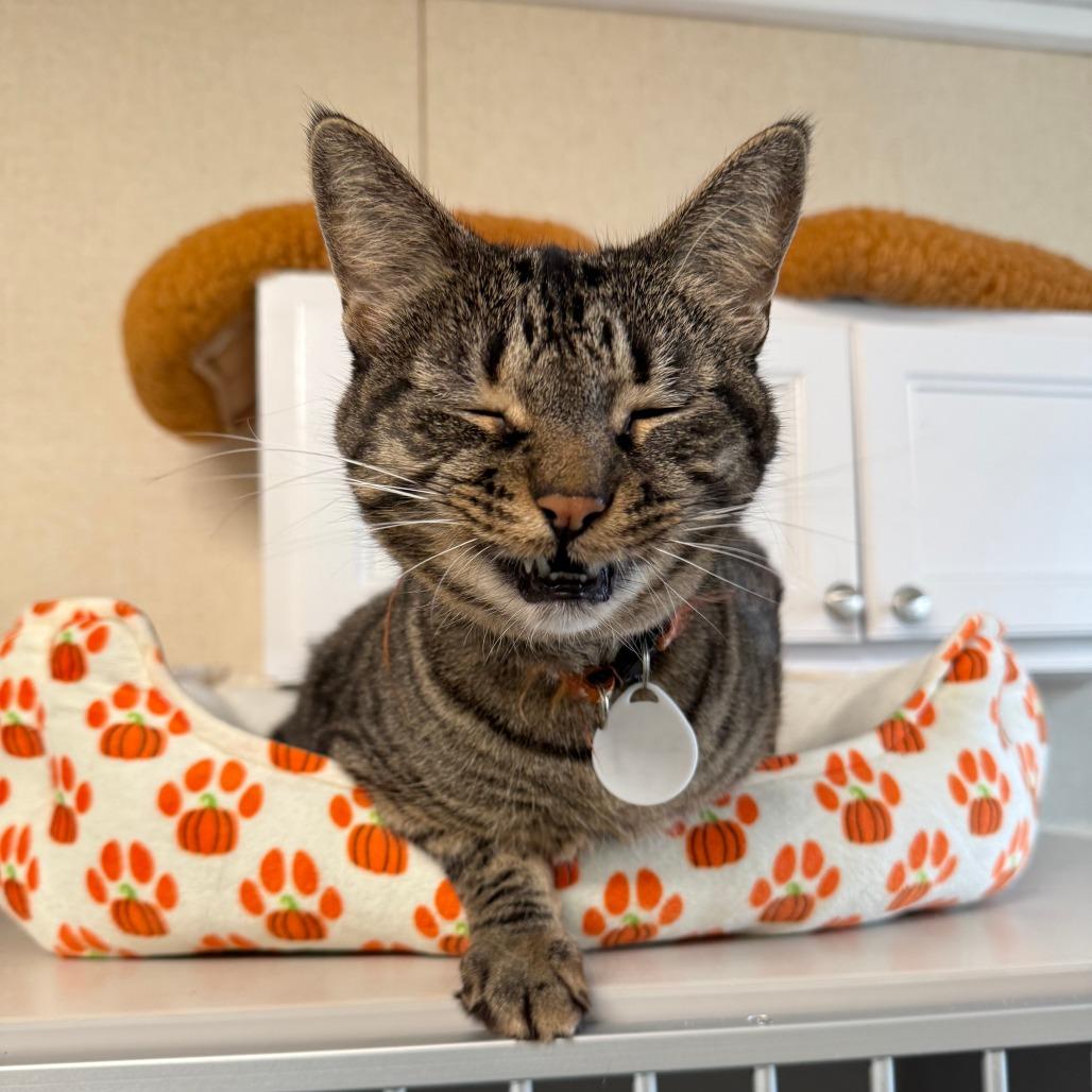 Enlarge Izzy, a Adoptable Domestic Short Hair in Washougal, WA image 4/5