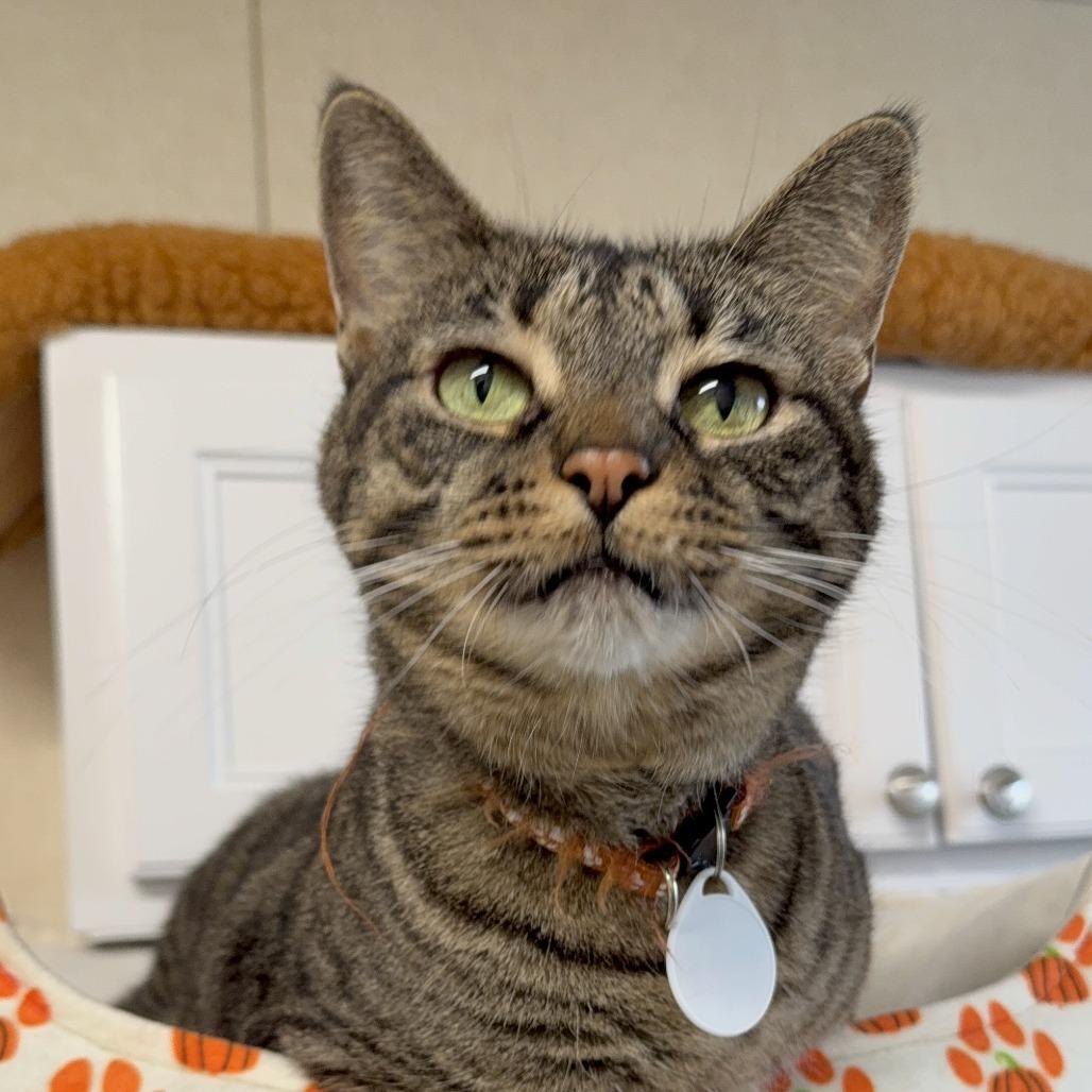 Enlarge Izzy, a Adoptable Domestic Short Hair in Washougal, WA image 5/5
