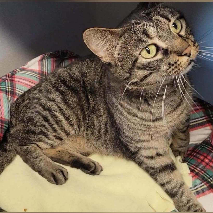 Izzy, a Adoptable Domestic Short Hair in Washougal, WA image 3/6