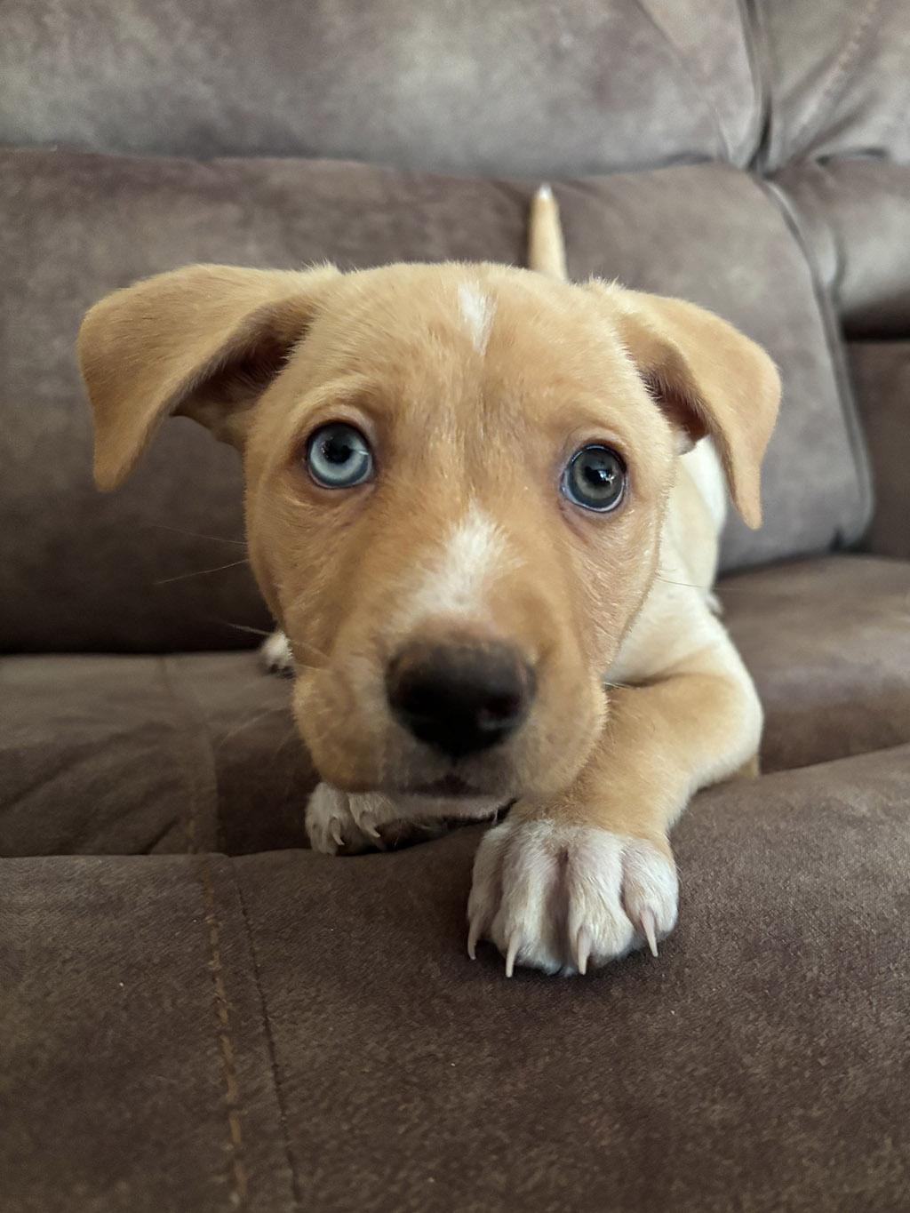 Enlarge Rhoda, a Adoptable mixed breed in Lake Saint Louis, MO image 5/5