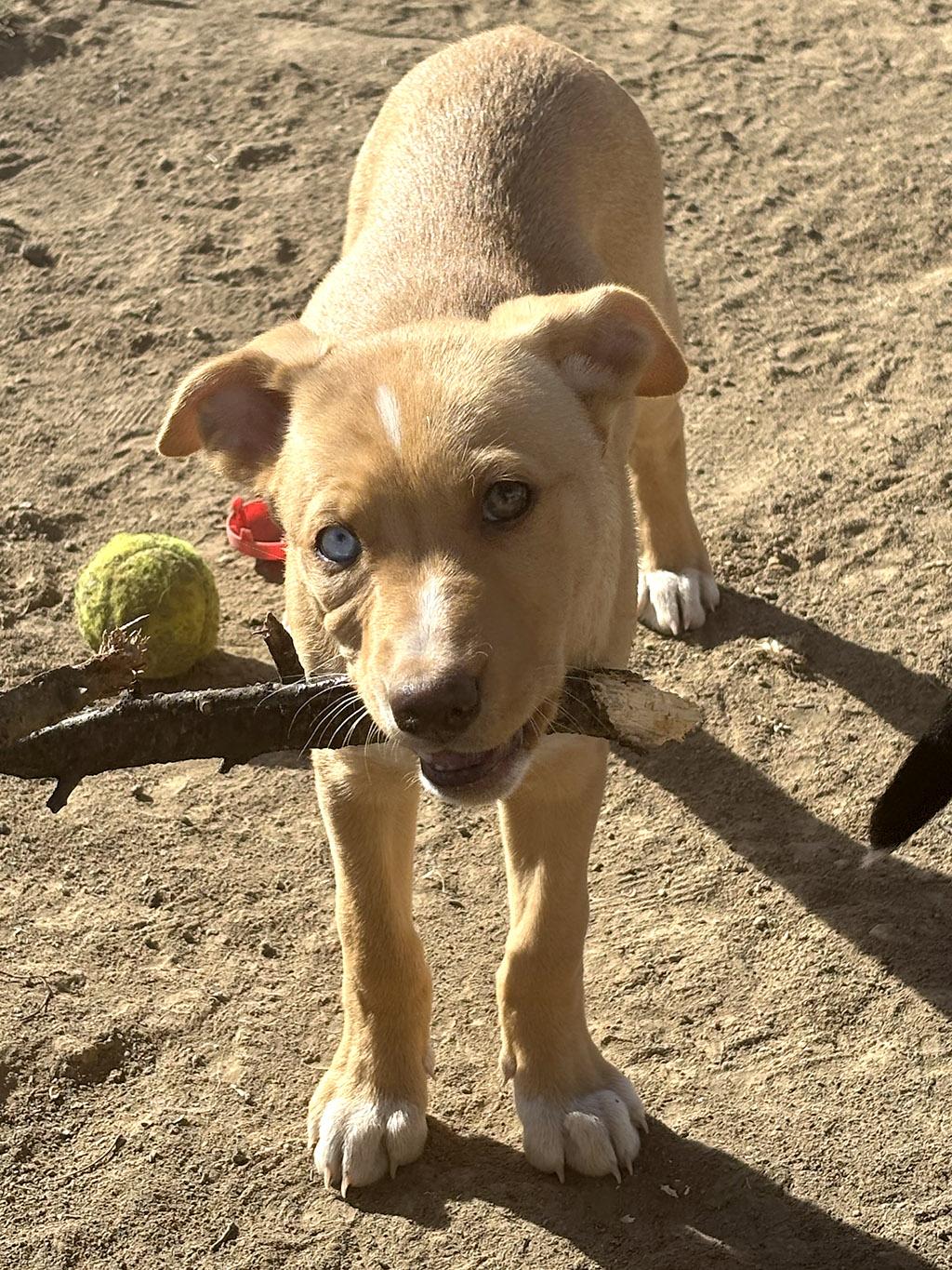 Enlarge Rhoda, a Adoptable mixed breed in Lake Saint Louis, MO image 4/5