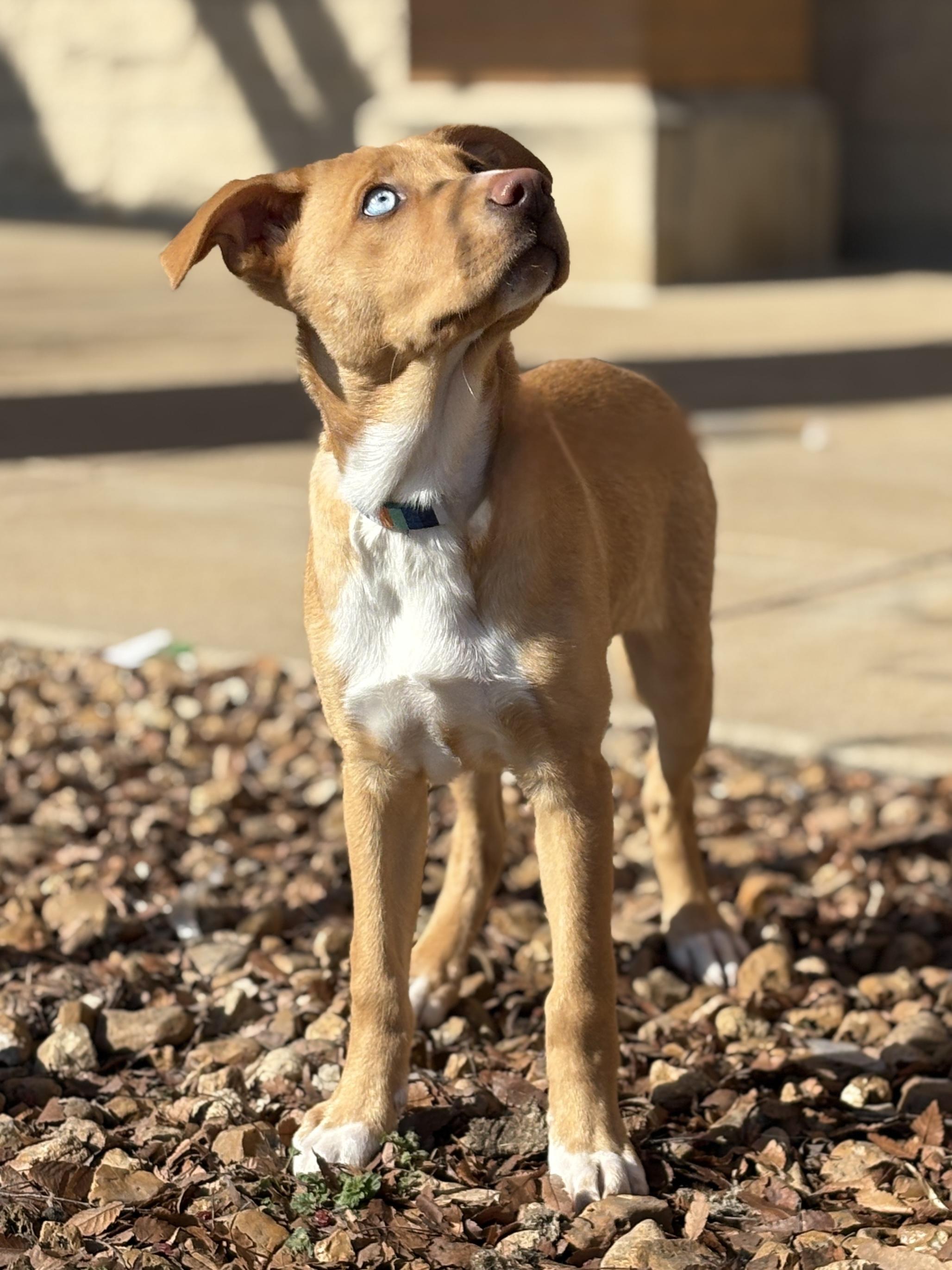Enlarge Rhoda, a Adoptable mixed breed in Lake Saint Louis, MO image 2/5