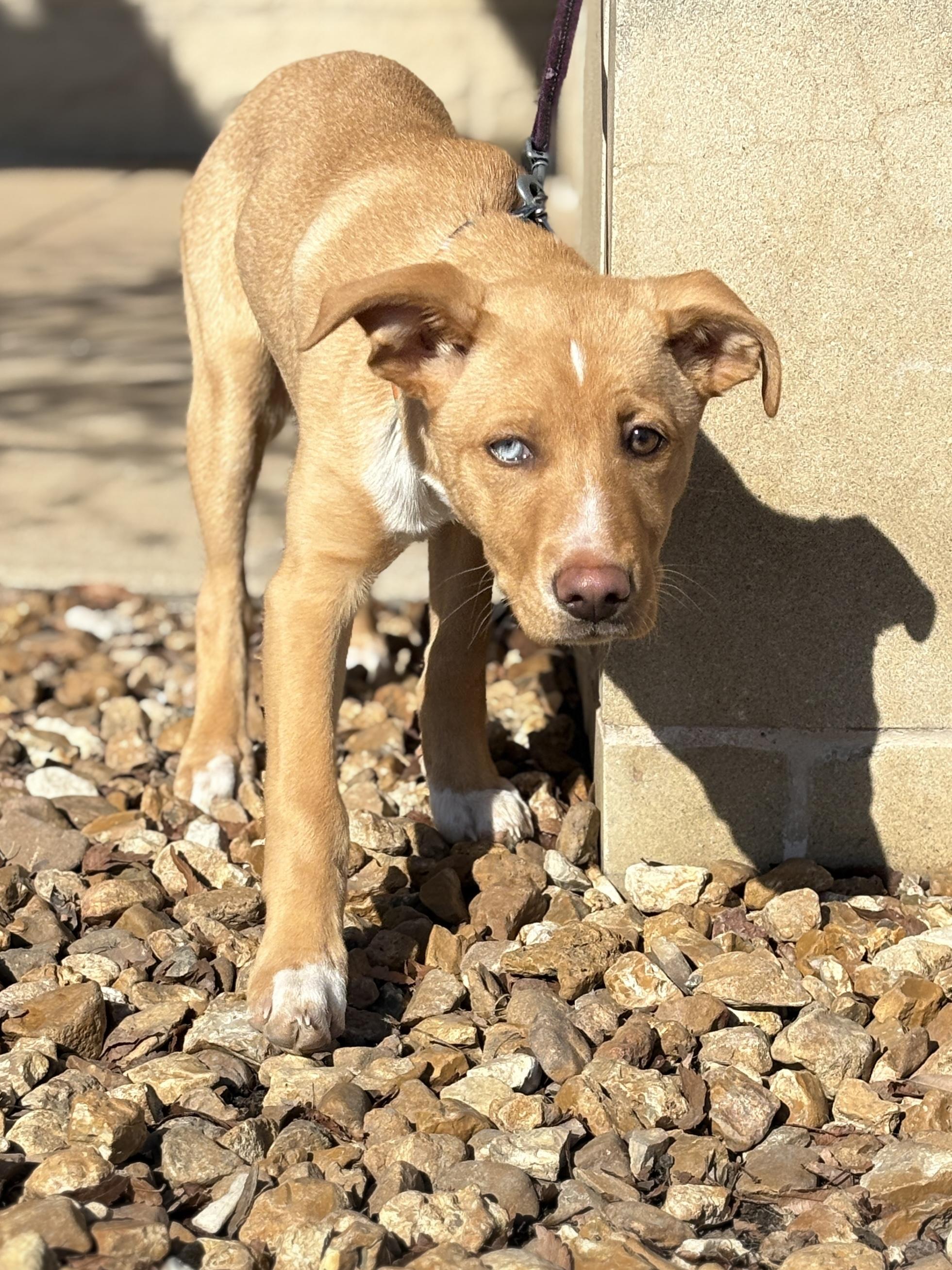 Enlarge Rhoda, a Adoptable mixed breed in Lake Saint Louis, MO image 3/5