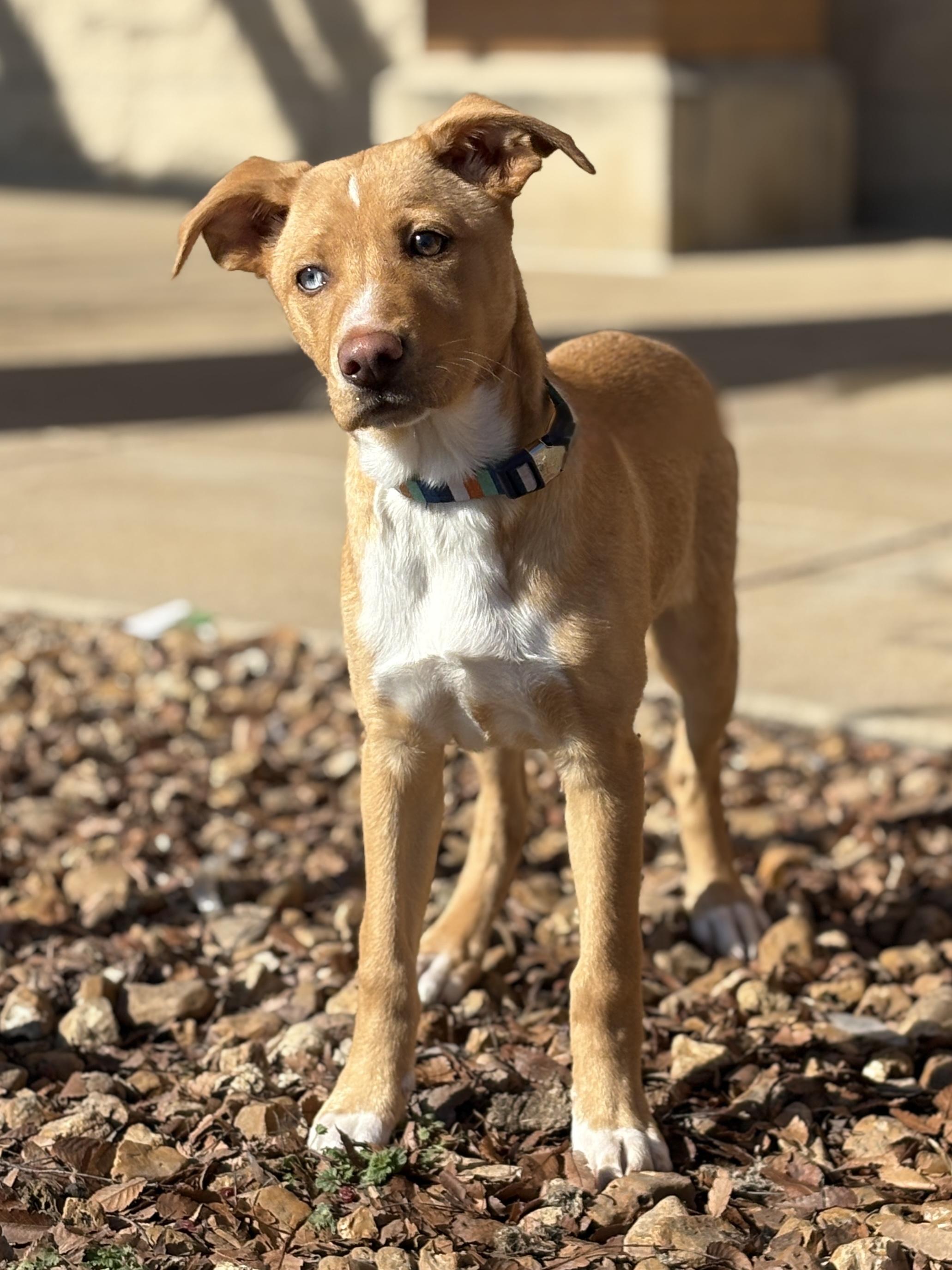Enlarge Rhoda, a Adoptable mixed breed in Lake Saint Louis, MO image 1/5