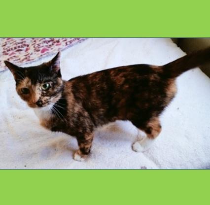 Enlarge Cali, a Adoptable Domestic Short Hair in Columbia, SC image 2/2