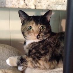 Cali, Adoptable, Adult Female Domestic Short Hair.