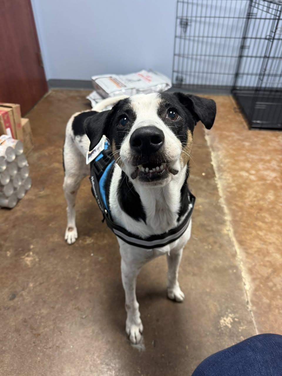 Marshall, an adoptable Mixed Breed in Memphis, TN, 38103 | Photo Image 2