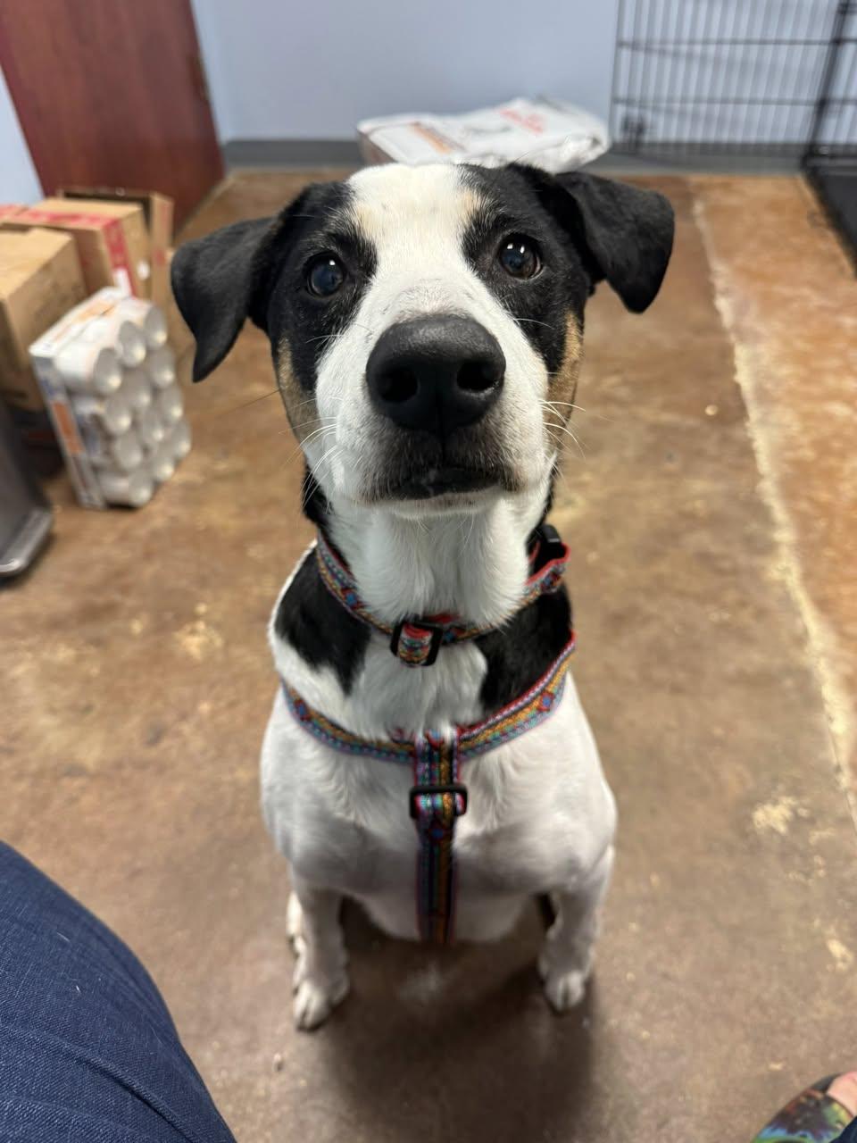 Marshall, an adoptable Mixed Breed in Memphis, TN, 38103 | Photo Image 1