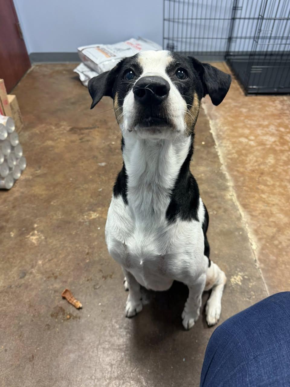 Marshall, an adoptable Mixed Breed in Memphis, TN, 38103 | Photo Image 3