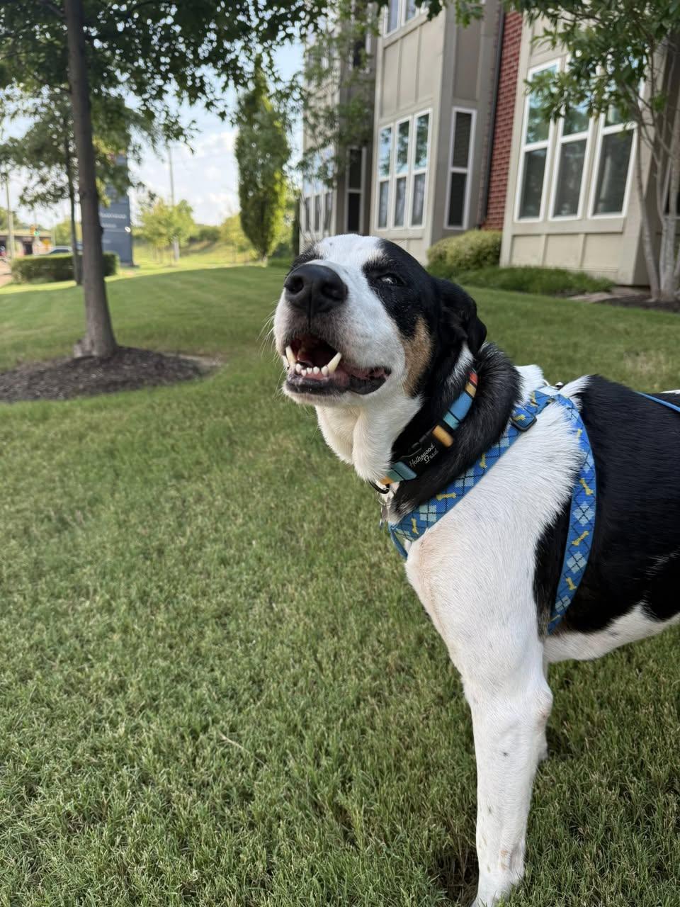 Marshall, an adoptable Mixed Breed in Memphis, TN, 38103 | Photo Image 4