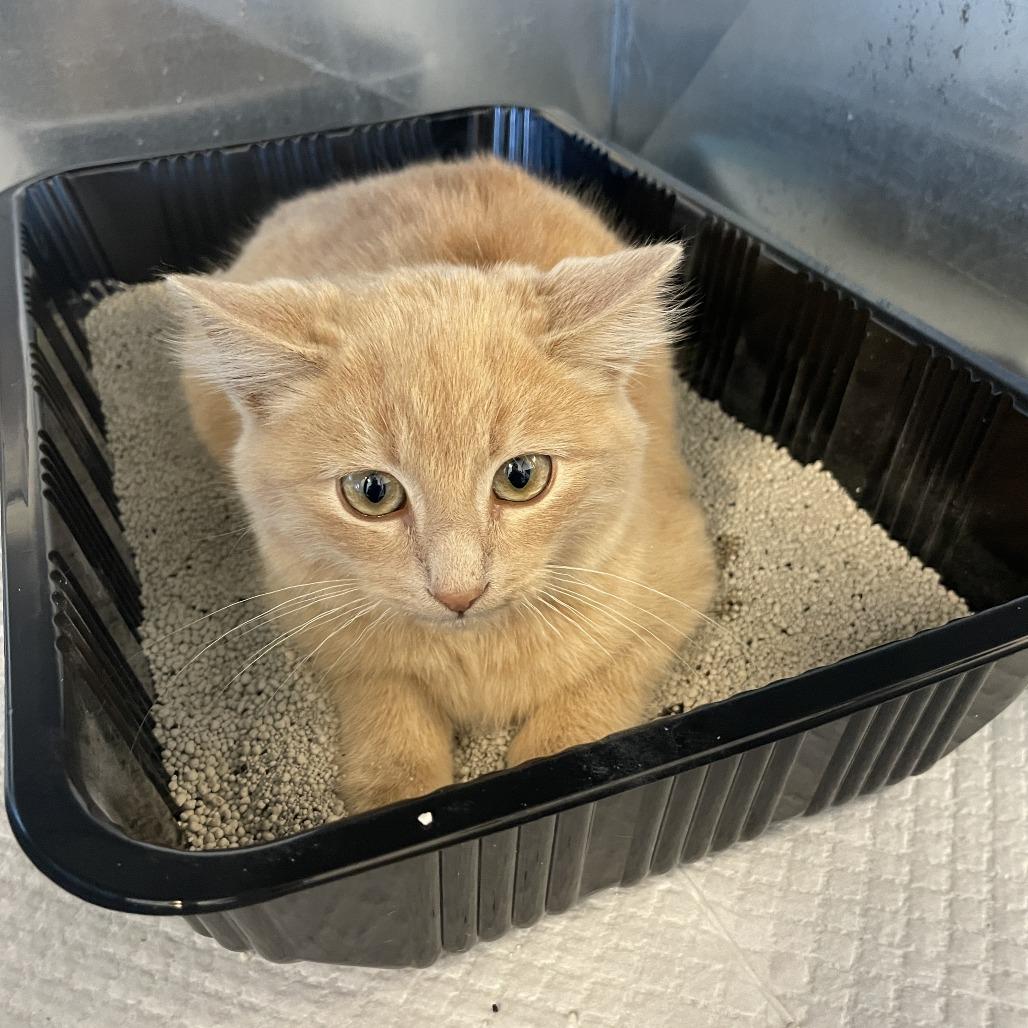 Lil Peanut, ADOPTABLE, Kitten Male American Shorthair.