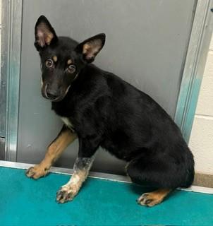 Dexter 179561, Adoptable, Puppy Male German Shepherd Dog.