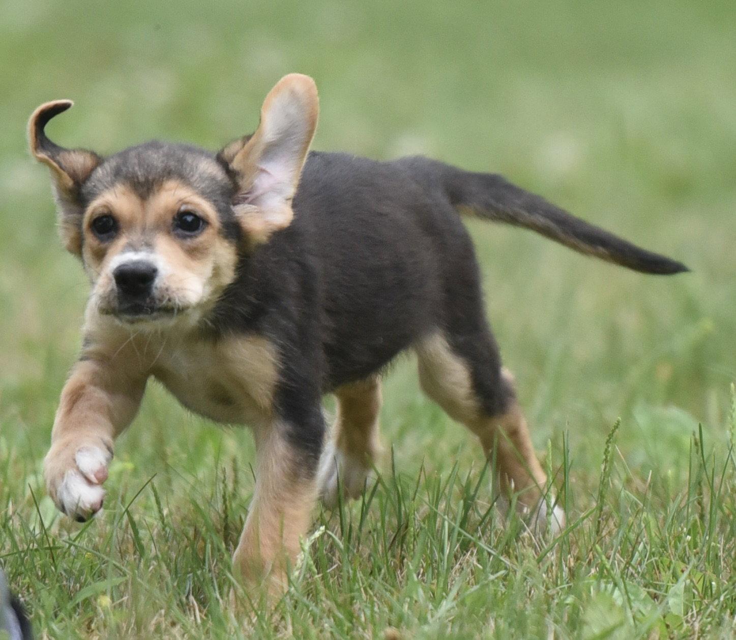Enlarge Willow, a Adoptable mixed breed in Mechanicsburg, PA image 1/3
