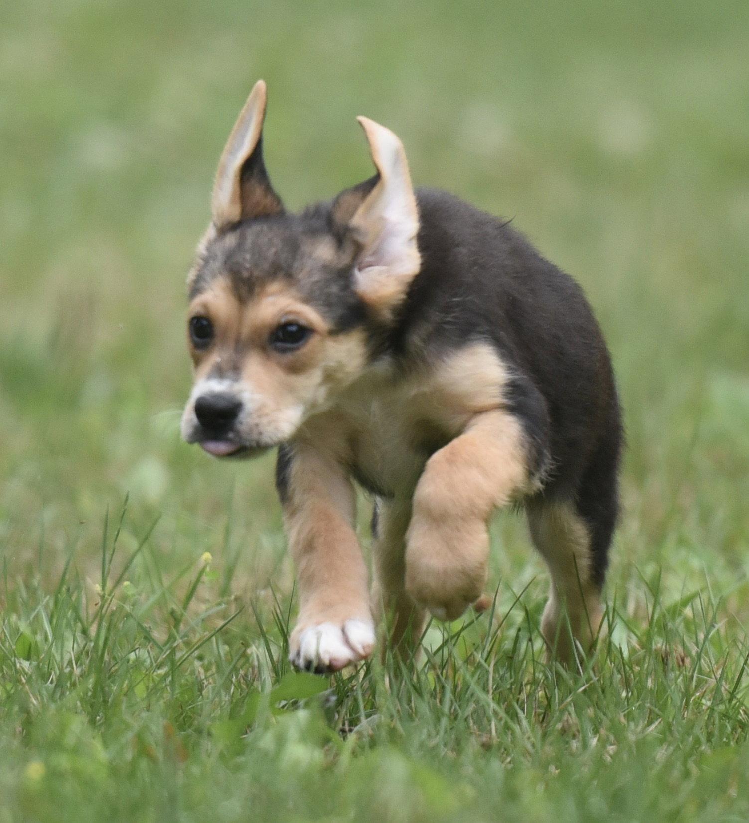 Enlarge Willow, a Adoptable mixed breed in Mechanicsburg, PA image 2/3