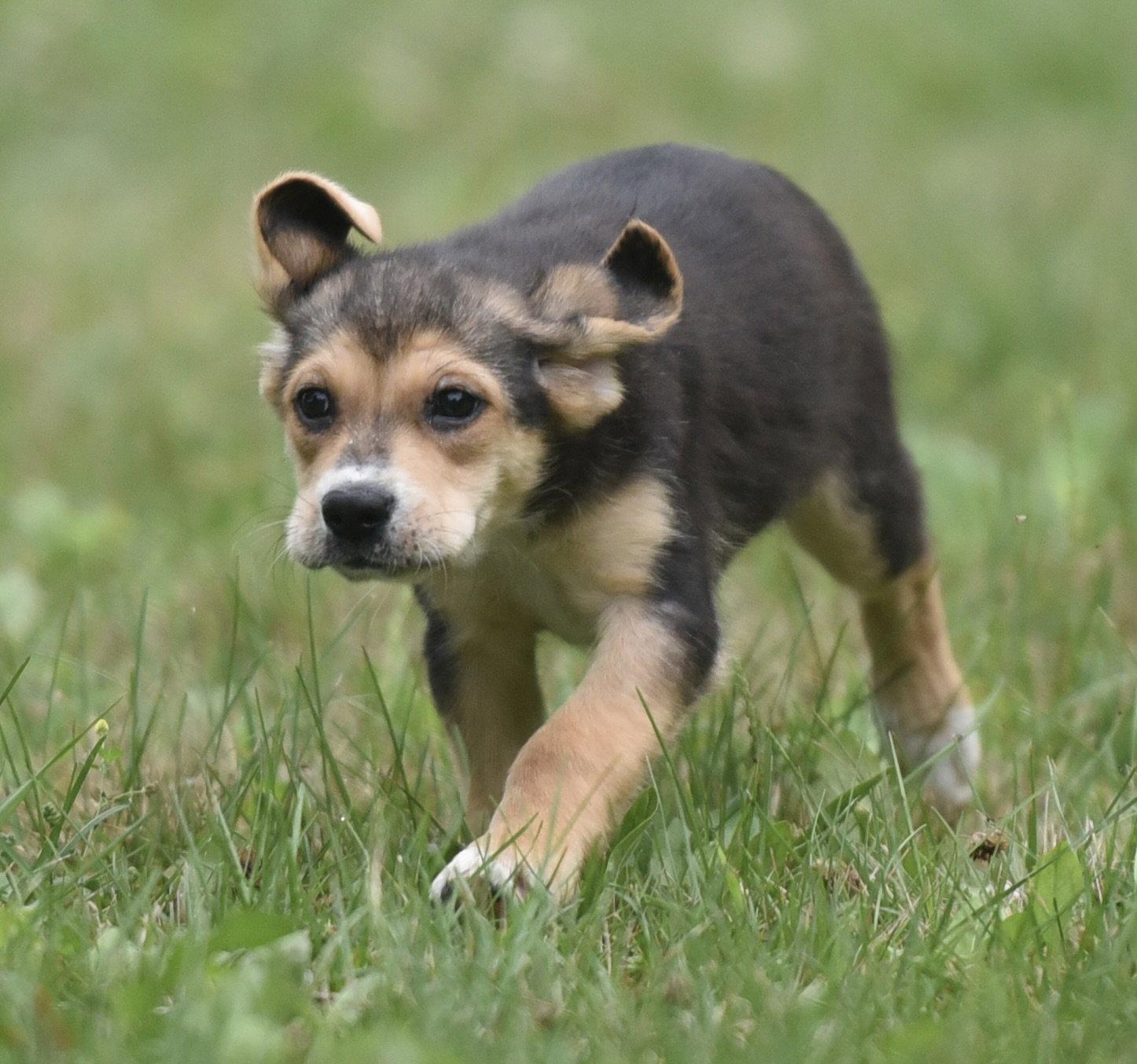 Enlarge Willow, a Adoptable mixed breed in Mechanicsburg, PA image 3/3