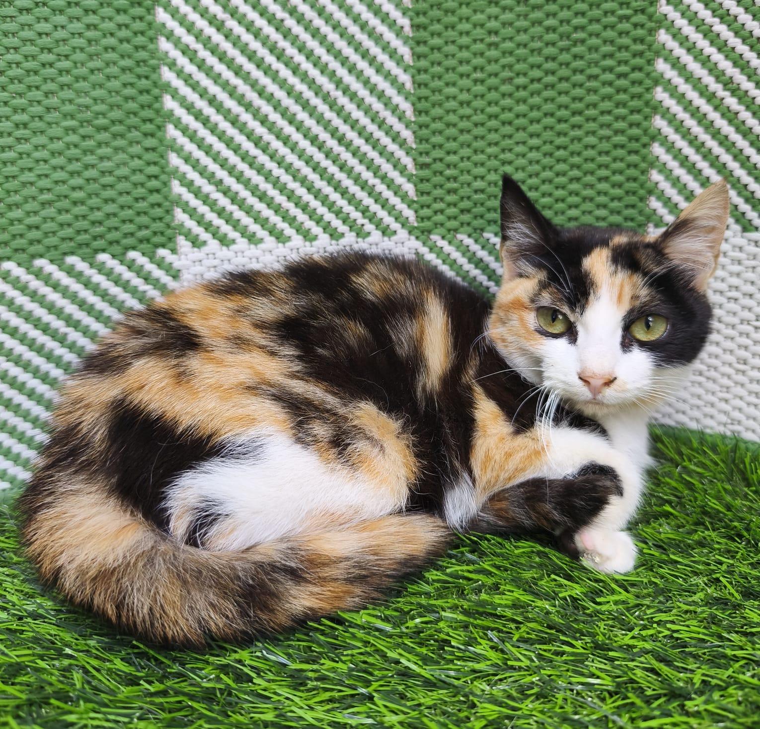 Enlarge Mochi, an adopted Domestic Short Hair in San Diego, CA image 6/6