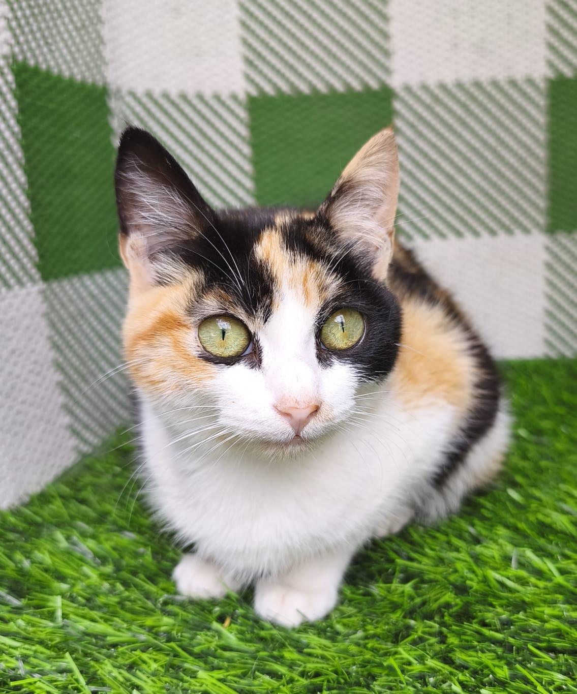 Enlarge Mochi, an adopted Domestic Short Hair in San Diego, CA image 2/6