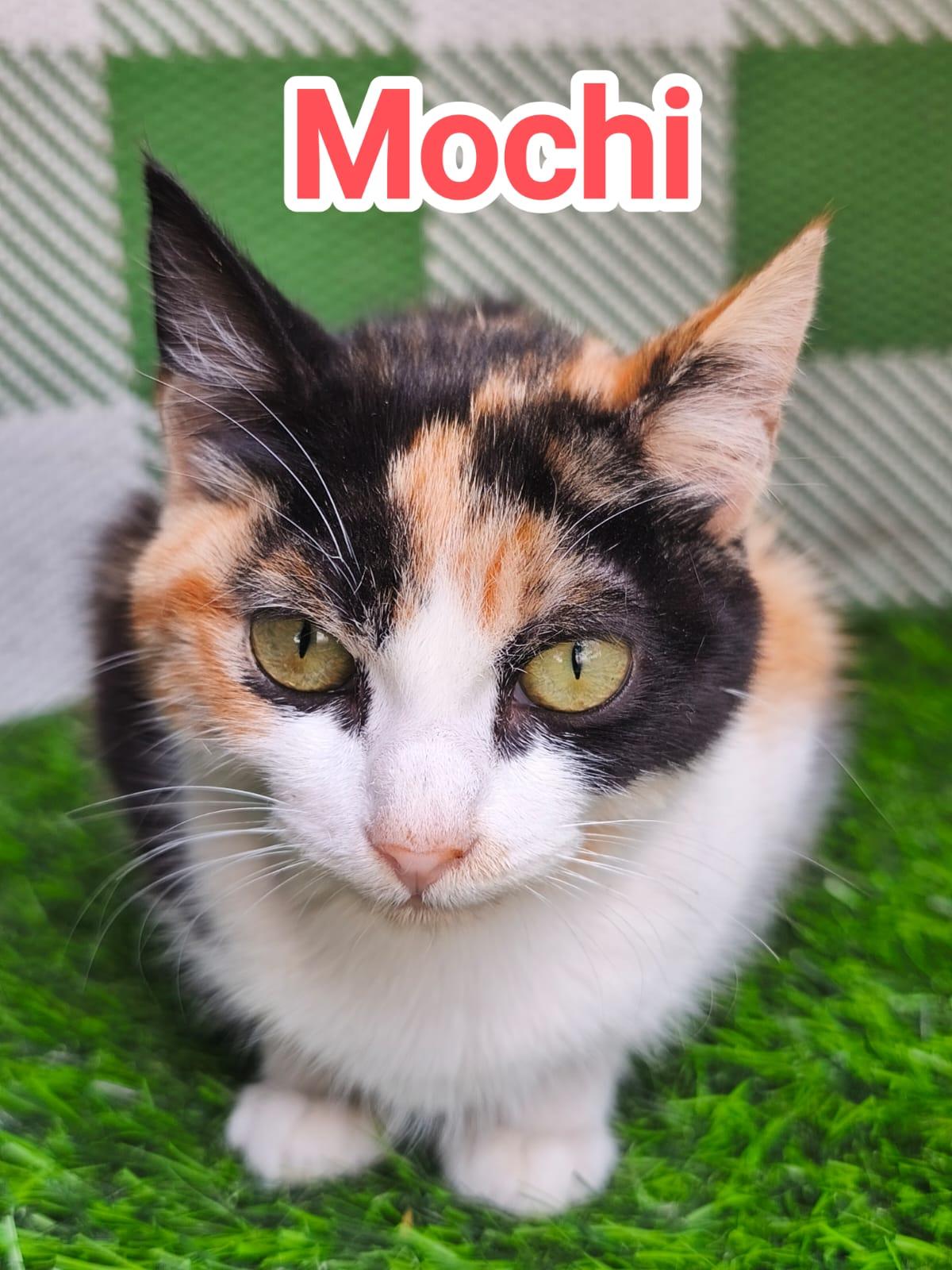 Enlarge Mochi, an adopted Domestic Short Hair in San Diego, CA image 1/6