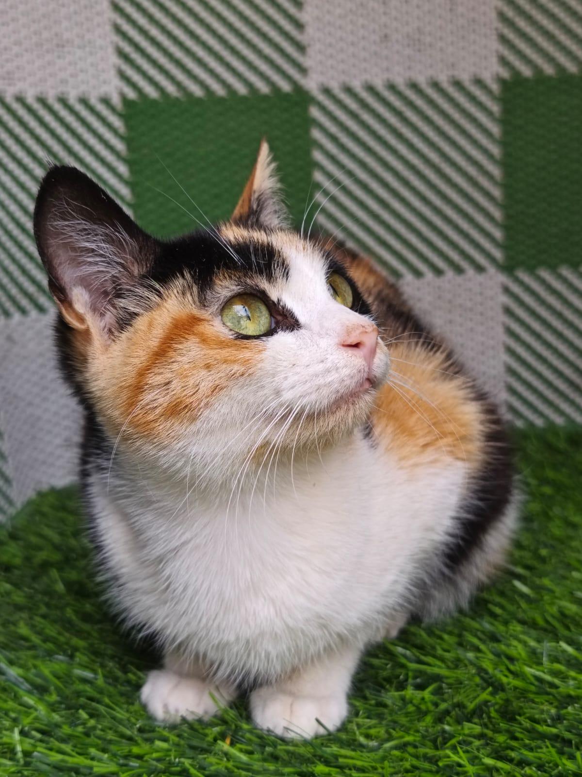 Enlarge Mochi, an adopted Domestic Short Hair in San Diego, CA image 5/6