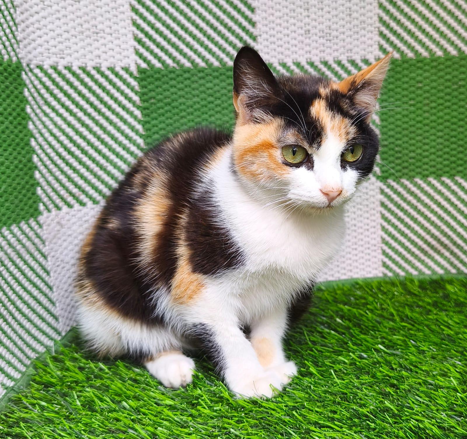 Enlarge Mochi, an adopted Domestic Short Hair in San Diego, CA image 4/6