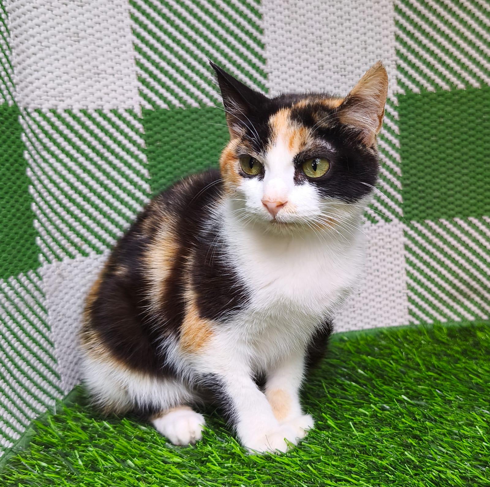 Enlarge Mochi, an adopted Domestic Short Hair in San Diego, CA image 3/6