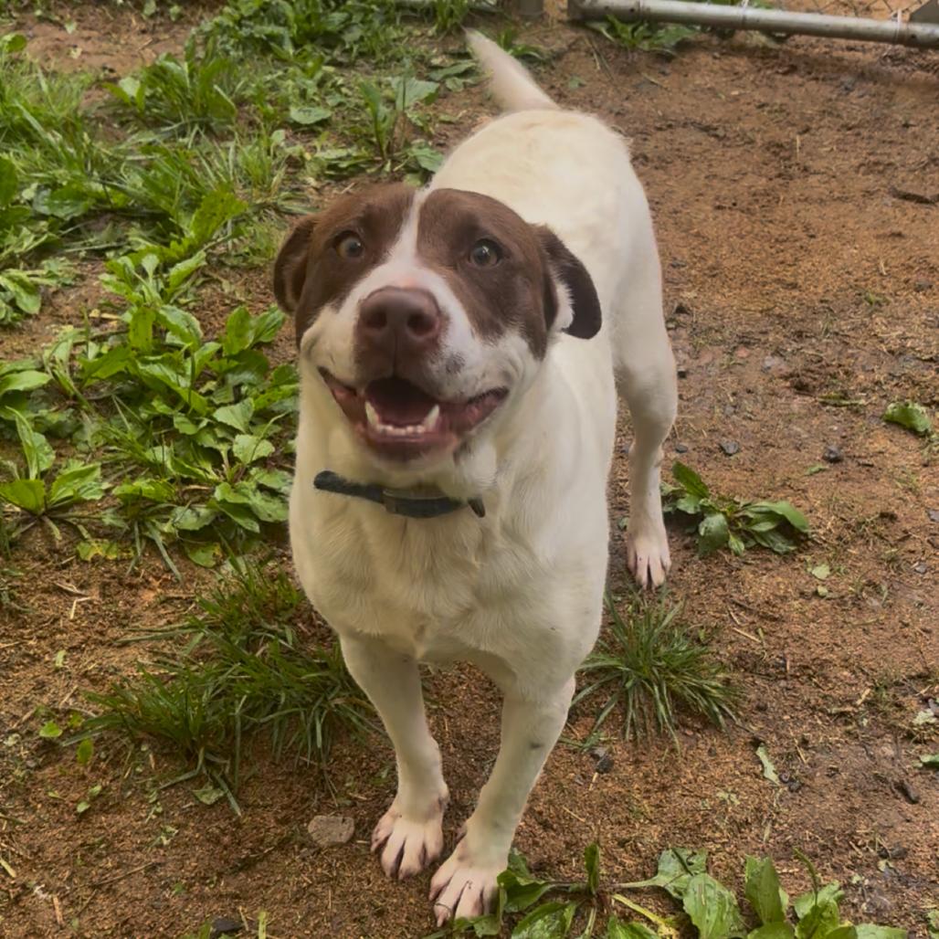 Jake, Adoptable, Adult Male Pit Bull Terrier & Mixed Breed.