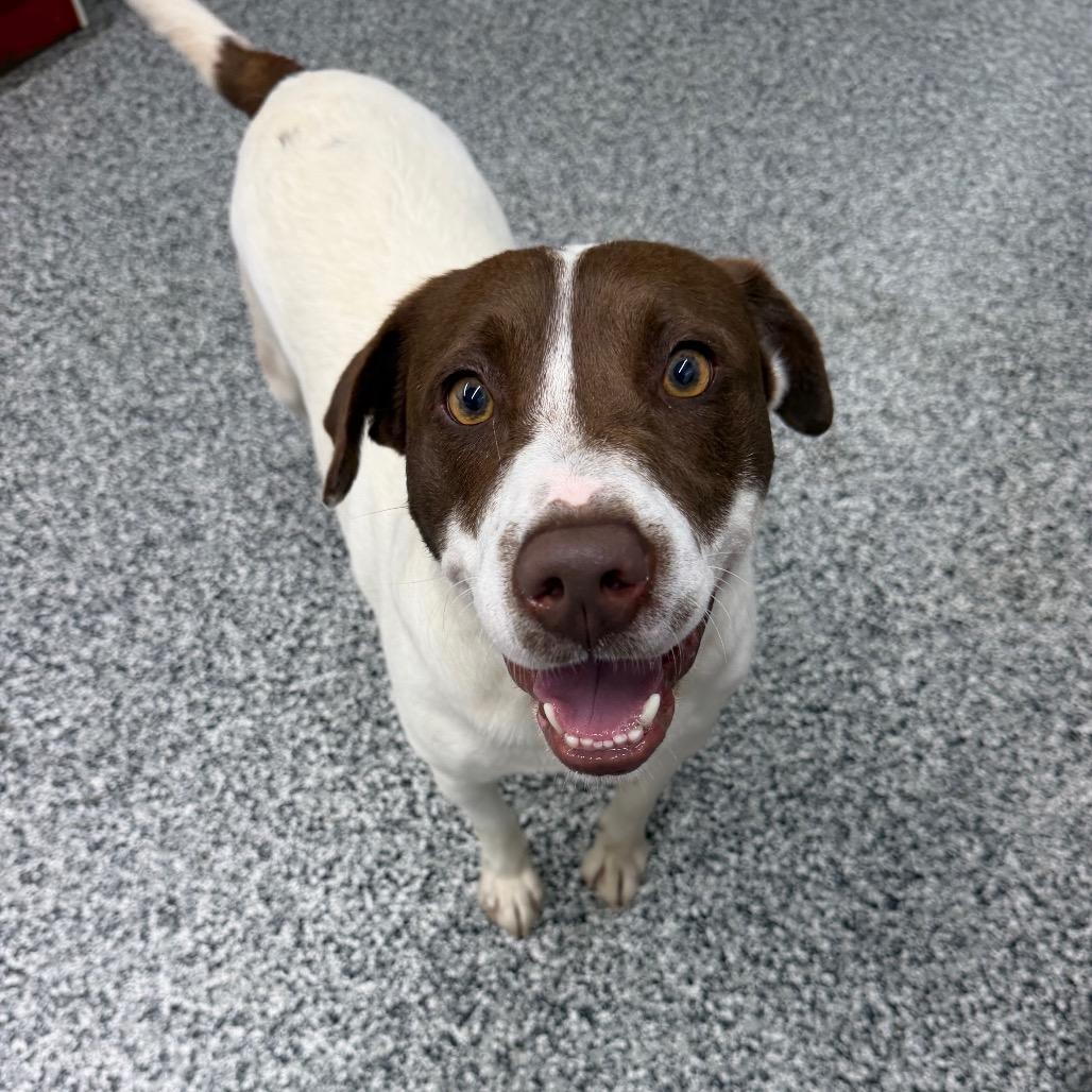 Jake, a Adoptable mixed breed in Fairmont, WV image 2/6