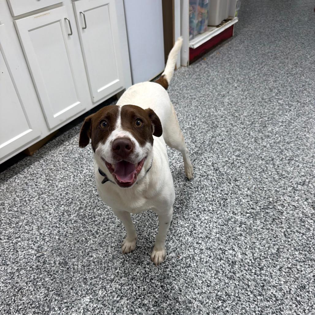Jake, a Adoptable mixed breed in Fairmont, WV image 3/6
