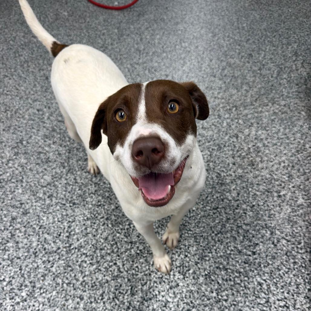 Jake, a Adoptable mixed breed in Fairmont, WV image 4/6