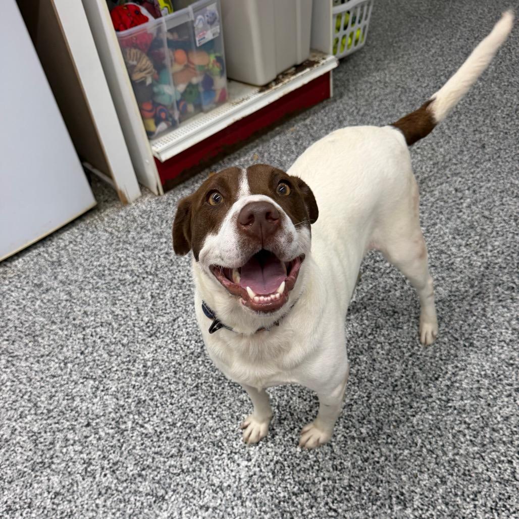 Jake, a Adoptable mixed breed in Fairmont, WV image 5/6