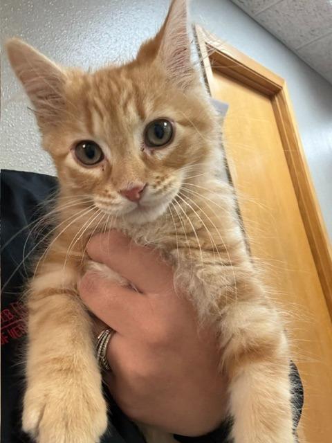 Enlarge Willie Nelson, a Adoptable Domestic Short Hair in Webster City, IA image 1/1