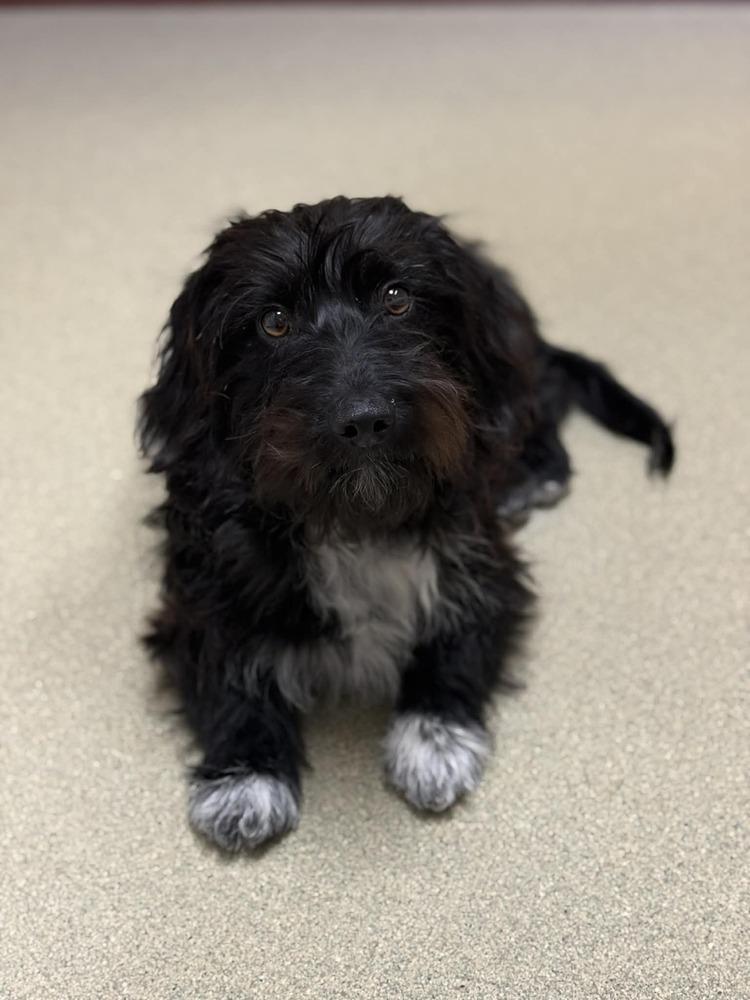 Enlarge Calvin, a Adoptable Dachshund in Elkhart , IN image 2/6