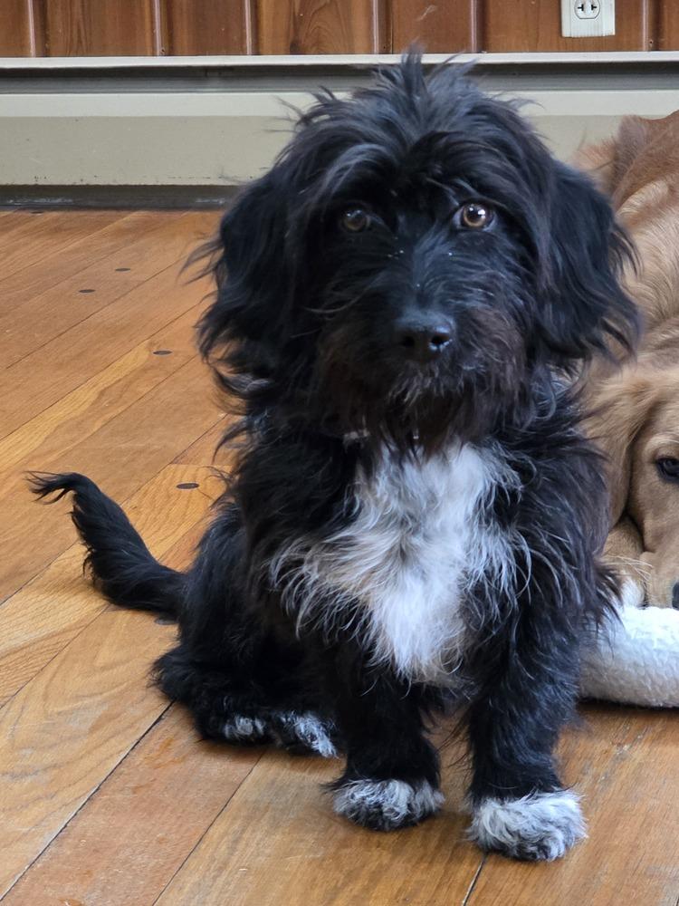 Enlarge Calvin, a Adoptable Dachshund in Elkhart , IN image 6/6